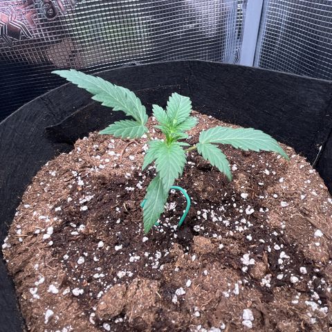 Tropical Zmoothie 🥭🥤 growlog timeline photo