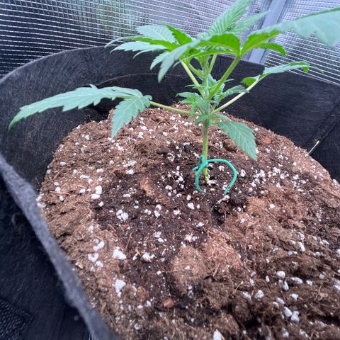 Tropical Zmoothie 🥭🥤 growlog timeline photo