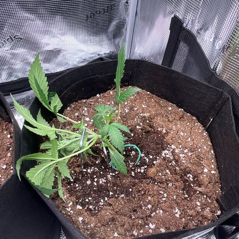 Tropical Zmoothie 🥭🥤 growlog timeline photo