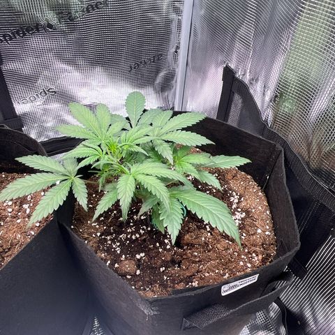 Tropical Zmoothie 🥭🥤 growlog timeline photo
