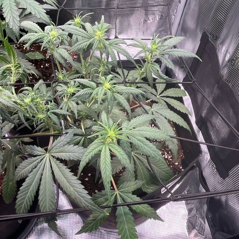 Tropical Zmoothie 🥭🥤 growlog timeline photo