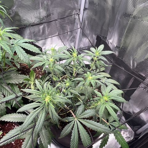 Tropical Zmoothie 🥭🥤 growlog timeline photo