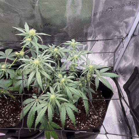 Tropical Zmoothie 🥭🥤 growlog timeline photo