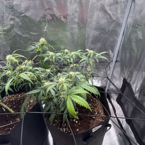 Tropical Zmoothie 🥭🥤 growlog timeline photo