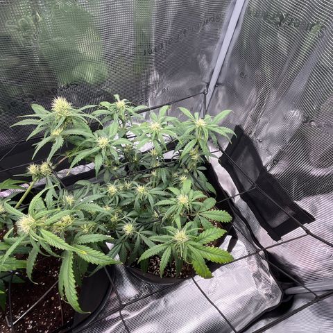 Tropical Zmoothie 🥭🥤 growlog timeline photo
