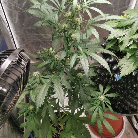 Wedding Cake Automatic growlog timeline photo