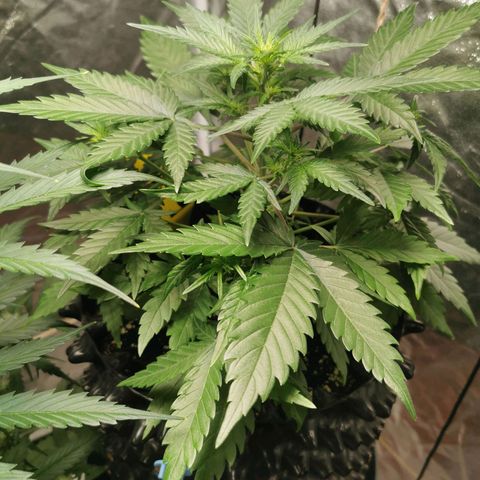 Speedy  growlog timeline photo