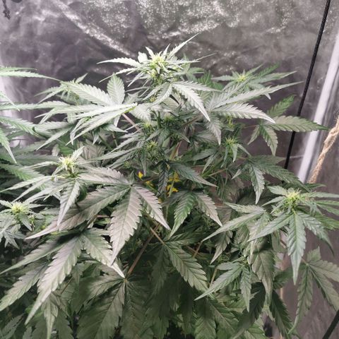 Speedy  growlog timeline photo