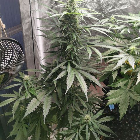 Wedding Cake Automatic growlog timeline photo