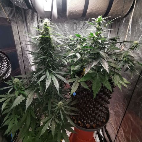 Speedy  growlog timeline photo
