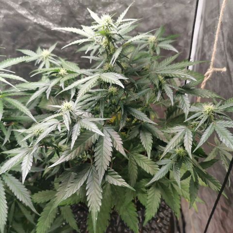 Speedy  growlog timeline photo