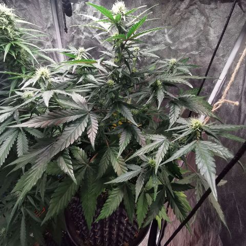 Speedy  growlog timeline photo