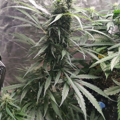Wedding Cake Automatic growlog timeline photo