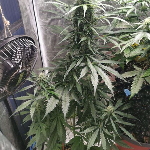 Wedding Cake Automatic growlog timeline photo