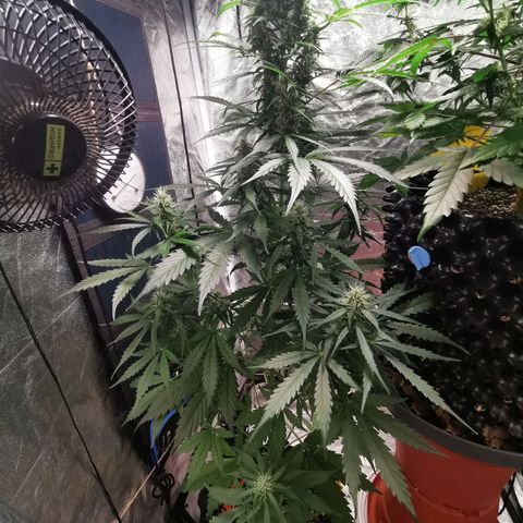 Wedding Cake Automatic growlog timeline photo