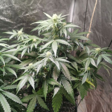 Speedy  growlog timeline photo