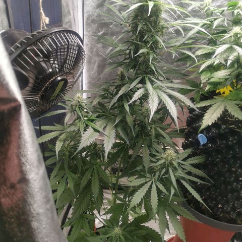 Wedding Cake Automatic growlog timeline photo