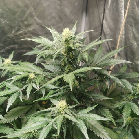 Speedy  growlog timeline photo