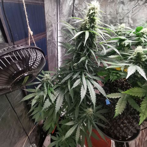 Wedding Cake Automatic growlog timeline photo