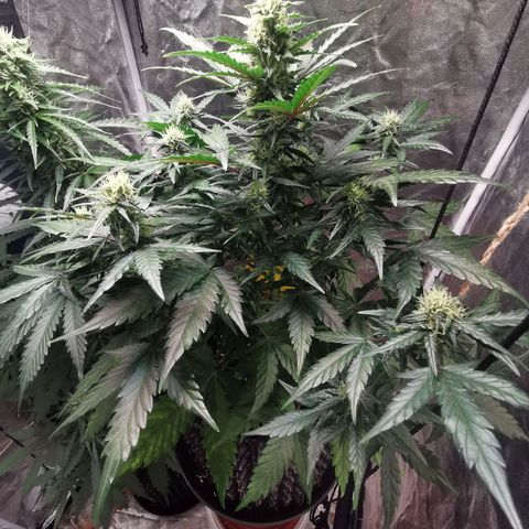 Speedy  growlog timeline photo