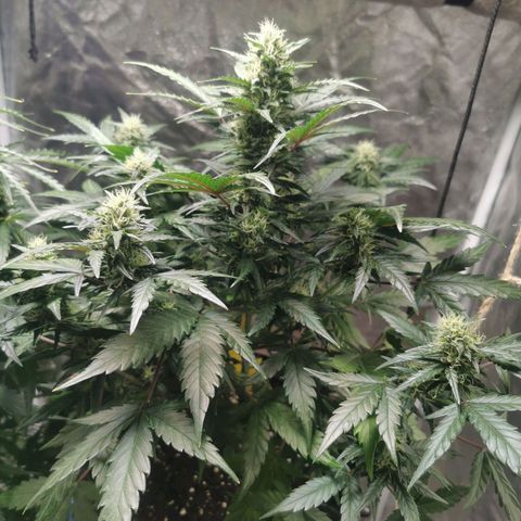 Speedy  growlog timeline photo