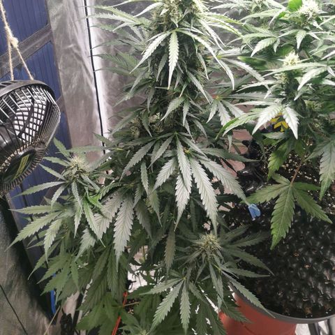 Wedding Cake Automatic growlog timeline photo