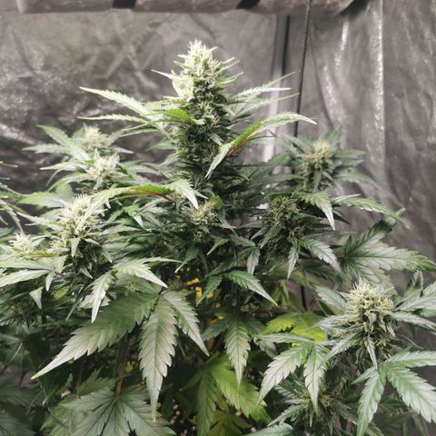 Speedy  growlog timeline photo