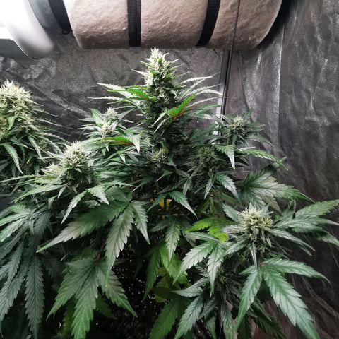 Speedy  growlog timeline photo