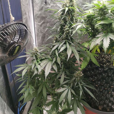 Wedding Cake Automatic growlog timeline photo