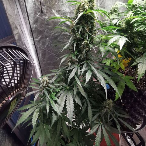 Wedding Cake Automatic growlog timeline photo