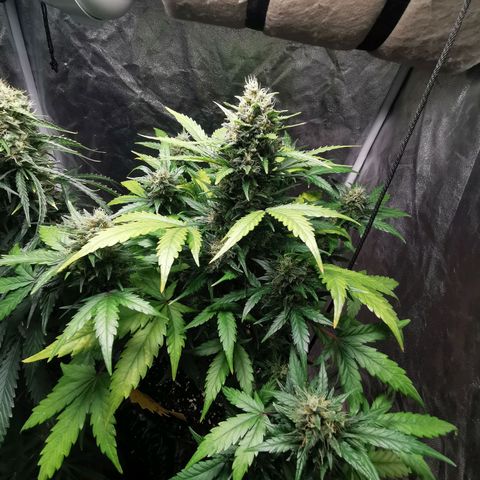 Speedy  growlog timeline photo
