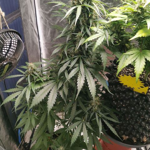 Wedding Cake Automatic growlog timeline photo