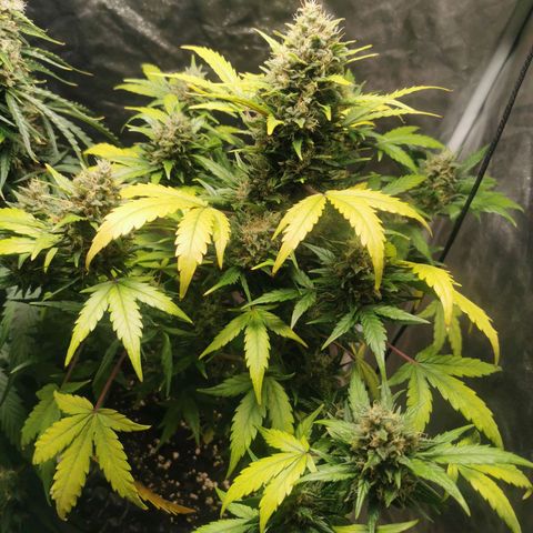 Speedy  growlog timeline photo