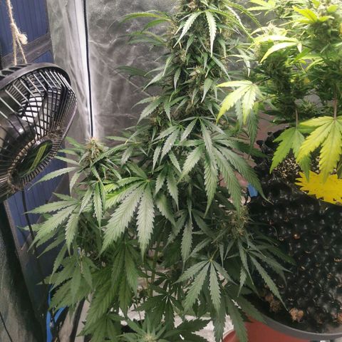 Wedding Cake Automatic growlog timeline photo