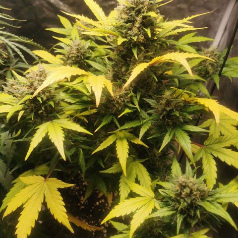 Speedy  growlog timeline photo