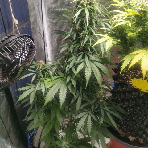 Wedding Cake Automatic growlog timeline photo