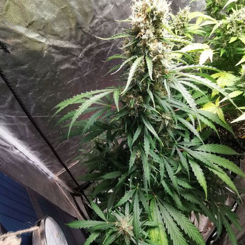 Wedding Cake Automatic growlog timeline photo