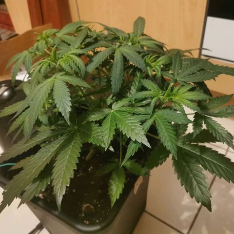 Mimi growlog timeline photo