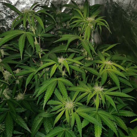 Mimi growlog timeline photo