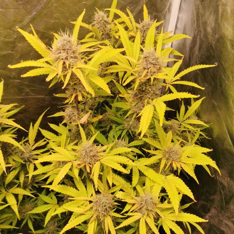 Mimi growlog timeline photo