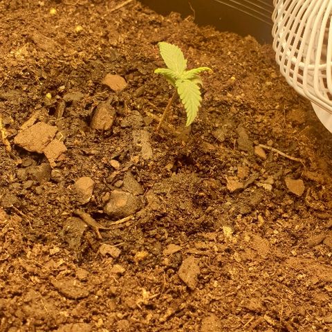 Rhino Ryder growlog timeline photo