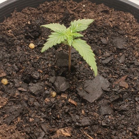 Rhino Ryder growlog timeline photo