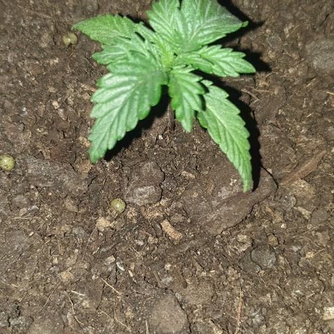 Rhino Ryder growlog timeline photo