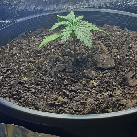 Rhino Ryder growlog timeline photo
