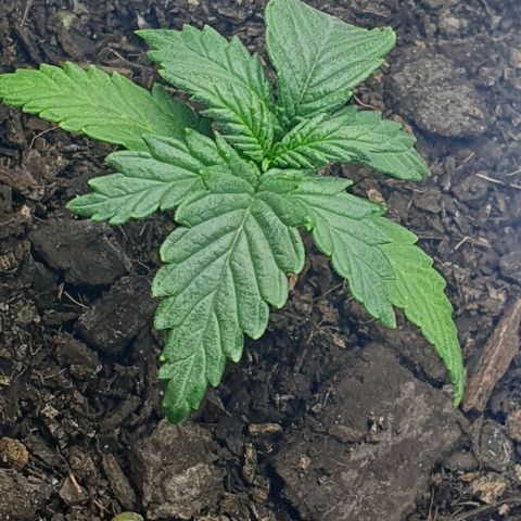Rhino Ryder growlog timeline photo