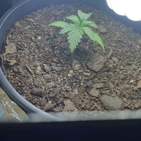 Rhino Ryder growlog timeline photo
