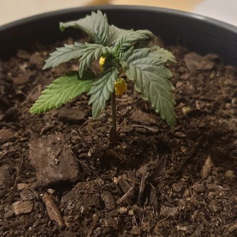 Rhino Ryder growlog timeline photo