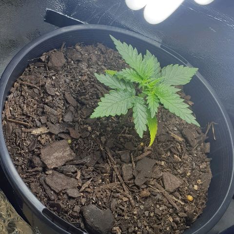 Rhino Ryder growlog timeline photo