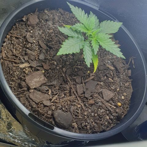 Rhino Ryder growlog timeline photo