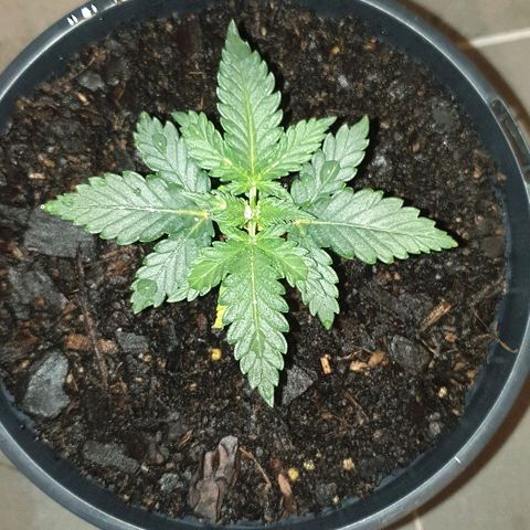 Rhino Ryder growlog timeline photo